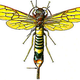 Illustration for article titled Everyone Fears The Brain-Drilling Wasp Bot